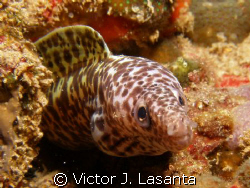 spotted eel in the tire reef at crash boat dive site,agua... by Victor J. Lasanta 